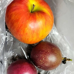 パッションフルーツどうなる/季節外れのパッションフルーツ/庭でパッションフルーツ作る パッションフルーツ( 〃▽〃)
色付いて…(7枚目)