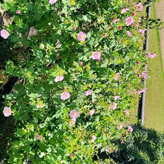 ハイビスカスに似てる花/庭の芙蓉の木 今日の可愛い花～(´▽｀🌺
ハイビスカス…(4枚目)