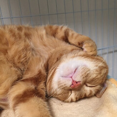 Leo/イビキかいて寝る猫/猫/おやすみショット/にゃんこ同好会 おやすみレオ君
体重8.5kg、順調に増…(1枚目)