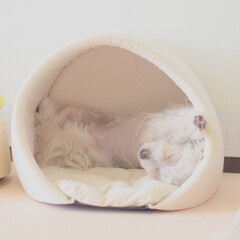おやすみショット/犬/ペット/MIX犬/ヨーキー/マルチーズ/... ルカはドーム型のベッドがおきにいり♪最初…(1枚目)