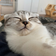 猫派/猫との生活/猫と暮らす/猫との暮らし/スコティッシュフォールド この顔。寝てるだけなのに、見てるだけで笑…(1枚目)