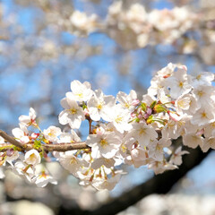 春の一枚/桜/お花見/春 今年も桜の季節がやってきましたねー。
東…(1枚目)