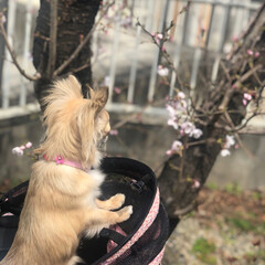 LIMIAペット同好会/LIMIAおでかけ部/フォロー大歓迎/ペット/ペット仲間募集/犬/... 先週のカート散歩で桜を見つけたよ🌸😊まだ…(2枚目)