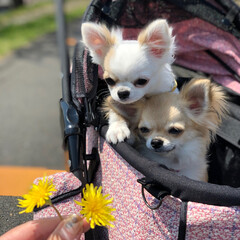 LIMIAペット同好会/LIMIAおでかけ部/フォロー大歓迎/ペット/ペット仲間募集/犬/... 久し振りに暖かくなったので、カートで散歩…