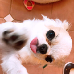 令和の一枚/フォロー大歓迎/LIMIAファンクラブ/LIMIAペット同好会/わんこ同好会/暮らし/... 私がしばらく留守にして帰ると、2匹のペロ…