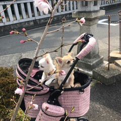 LIMIAペット同好会/LIMIAおでかけ部/フォロー大歓迎/ペット/ペット仲間募集/犬/... 先週のカート散歩で桜を見つけたよ🌸😊まだ…(1枚目)