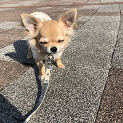 フォロー大歓迎/ペット/ペット仲間募集/犬/わんこ同好会/おでかけ/... 寒いけど、ちょっとだけお散歩行ってきたよ…