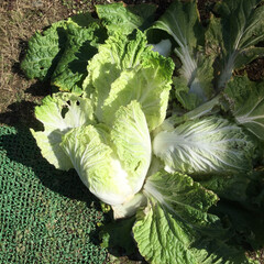 無農薬/家庭菜園/白菜の収穫、 白菜収穫したら、虫に喰われて穴だらけ‼️…(1枚目)