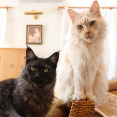 ペット/猫/メインクーン/親子猫 マグ（右）とリオウ（左）。

仲良し親子…(1枚目)