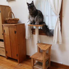 DIY/ペット/猫/キャットタワー/手作り家具 小さめキャットタワー。
気軽に持ち運べる…(1枚目)