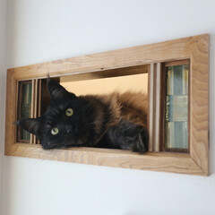 猫/DIY/自作窓/窓DIY/猫窓/メインクーン 元々普通の壁だったところを猫窓に！

ガ…(1枚目)
