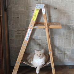 ペット/猫/メインクーン/DIY/吊り橋 昨日作った吊り橋ベッドで気取ったポーズの…(1枚目)