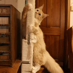 ペット/猫/メインクーン ギン。
キャットタワーの木登り柱を真剣な…(1枚目)