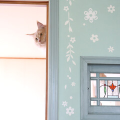 ペット/猫/メインクーン 壁の向こうは猫の遊び場です。
木登り柱を…(1枚目)
