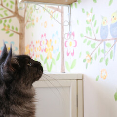 ペット/猫/ステンシル/オカメインコ オカメインコを見るリオウ。
壁のオカメイ…(1枚目)