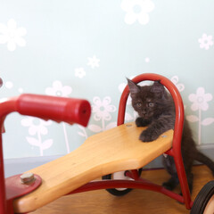 ペット/猫/子猫/メインクーン 生後55日、リオウ。

おもちゃの自転車…(1枚目)