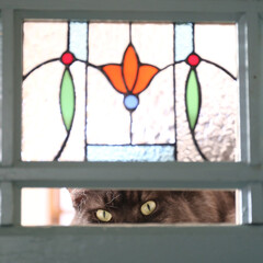 ペット/猫/メインクーン のぞき見リオウ。
何か視線を感じる・・・…(1枚目)