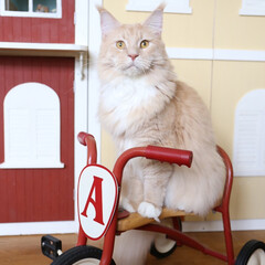 ペット/猫/メインクーン 赤い自転車でおすまししているギン。
「ギ…(1枚目)