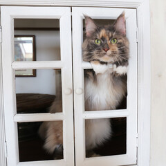 ペット/猫/メインクーン キャットハウス（大）の窓枠から顔を出すリ…(1枚目)
