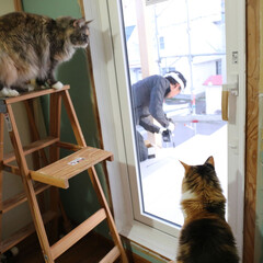 ペット/猫/メインクーン ベランダを作っている大工さんの作業を興味…(1枚目)