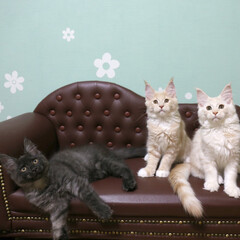 ペット/猫/メインクーン/兄弟猫/うちの子自慢 左からリオウ、ギン、ナナ。
生後3ヶ月の…(1枚目)