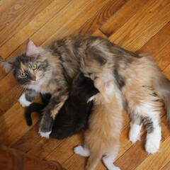 ペット/猫/親子猫/メインクーン 生後1ヶ月と6日、リンゴママと子猫たち。…(1枚目)