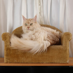 ペット/猫/猫ソファ/猫ベッド/手芸 手作り猫ソファでくつろいでいるマグ。
猫…(1枚目)