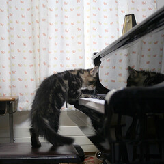 ペット/猫/ピアノ ピアノを弾くキャンディ♪
最初は音が出る…(1枚目)