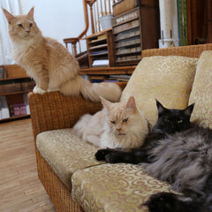 ペット/猫/メインクーン 左から長男、父マグ、次男リオウ。

親子…(1枚目)