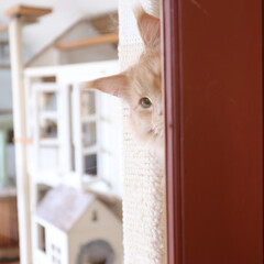 ペット/猫/メインクーン/うちの子ベストショット 家政婦は猫！

ドアの向こうから、こちら…(1枚目)