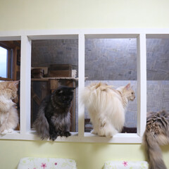 ペット/猫/親子猫/メインクーン/セルフリフォーム セルフリフォームで壁をくりぬいて窓枠っぽ…(1枚目)