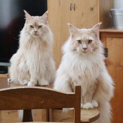 ペット/猫/親子猫 父猫マグ（左）と息子ギン（右）
おんなじ…(1枚目)