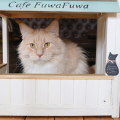 ペット/猫/キャットハウス/カフェ風/うちの子ベストショット 手作りカフェのカウンターでおすまししてい…(1枚目)