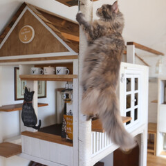 ペット/猫/キャットタワー/キャットハウス/DIY/小屋/... りんごは木登りが大好き!
カフェ風の小屋…