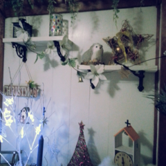 クリスマス/DIY/板壁/100円ショップ/セリア/クリスマスツリー 玄関に板壁を貼って飾り棚をアイアンブラケ…(1枚目)