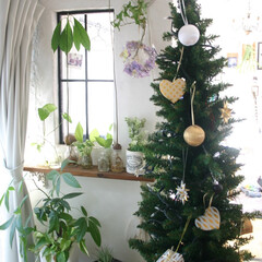 IKEA/シンプル/クリスマス/クリスマスツリー 180センチの巨大つりーをセールで200…(1枚目)