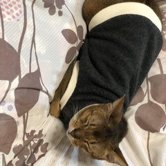 猫　ネコ 寝ようと布団に行ったら、先に布団で待って…(2枚目)