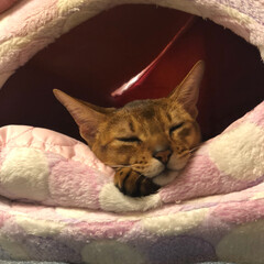 猫　ネコ/リミアの冬暮らし 今日は可愛く寝てます💕(1枚目)