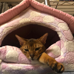 猫　ネコ/リミアの冬暮らし 寒い朝。寝ぼけ顔のレオ！ホントにネコです…(1枚目)
