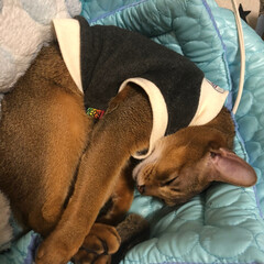 猫　ネコ/リミアの冬暮らし 今日は珍しく丸くなって寝てました。寒かっ…(1枚目)