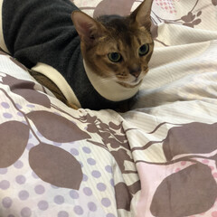猫　ネコ 寝ようと布団に行ったら、先に布団で待って…(1枚目)
