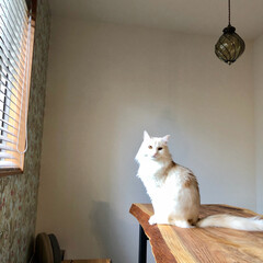 秋/猫/家具/ペット 午後の光を浴びて、
お昼寝前の彼です。(1枚目)
