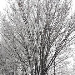 雪 近所の木が雪化粧❄️
綺麗でした。(1枚目)