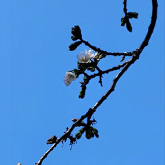 桜/Flower/風景/いい天気 🌺🍹🐊🍉🌴🌺🌴

🎾コート横に桜🌸が2個…(3枚目)