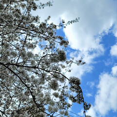ＷＢＣナンバー1/桜/春/空/風景/いい天気 🌺🍹🐊🍉🌴🌺🌴こんばんは(*^▽^*)ノ…(1枚目)