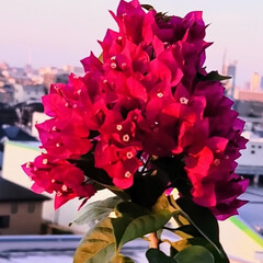 風景/ベランダガーデン/Flower 🌺🍹🐊🍉🌴🌻🌴🍍

🌴🦩ブーゲンビリア🌺…(1枚目)