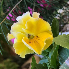 ベランダガーデン/Flower 🌈🌴🌺🦚🐠🌴💓

🍃植え替えたビオラ１個…(1枚目)