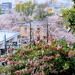 Flower/春/風景/桜 🌺🍹🐊🍉🌴🌺🌴こんにちは.°ʚ(*´˘`…(1枚目)