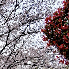 春/風景/桜 🌺🍹🐊🍉🌴🌺🌴こんにちは.°ʚ(*´˘`…(1枚目)