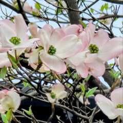 春/Flower/風景 🌺🍹🐊🍉🌴🌺🌴

🌴🦩ハナミズキも咲き🍃…(1枚目)